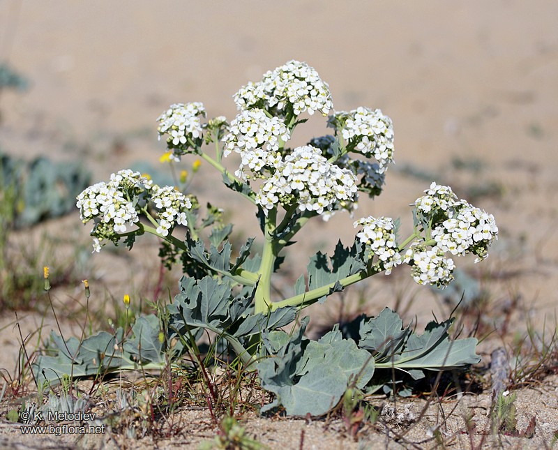 Crambe maritima