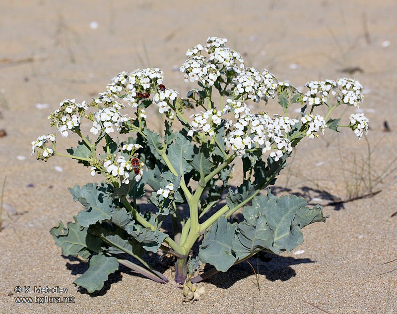 Crambe maritima