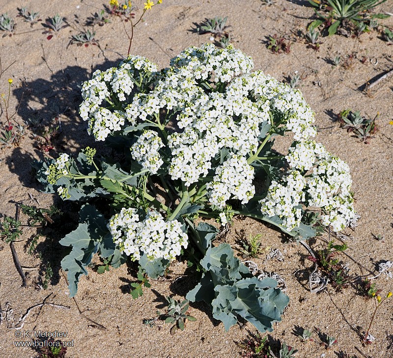 Crambe maritima