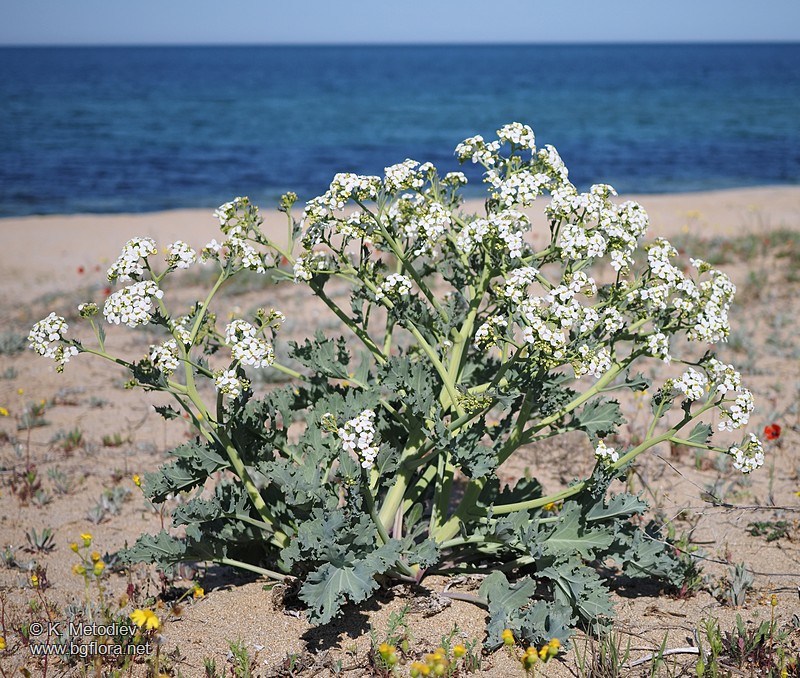 Crambe maritima