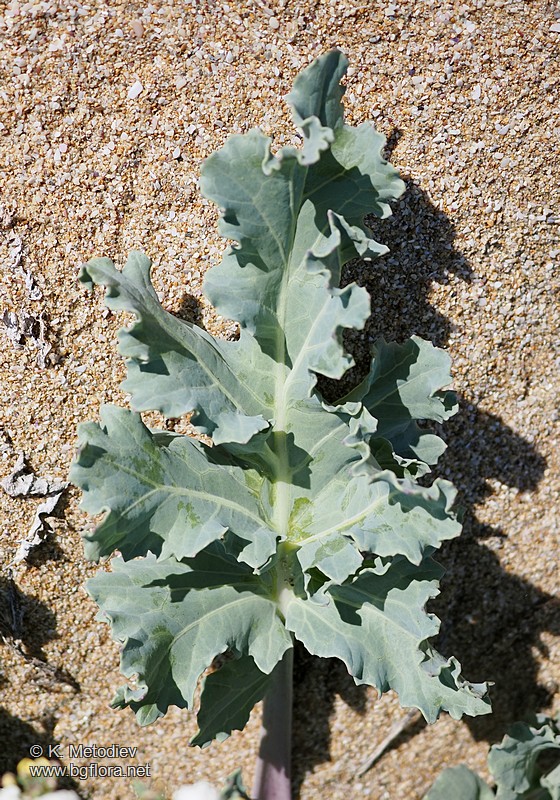 Crambe maritima