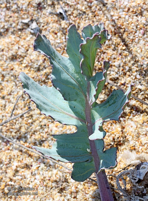 Crambe maritima