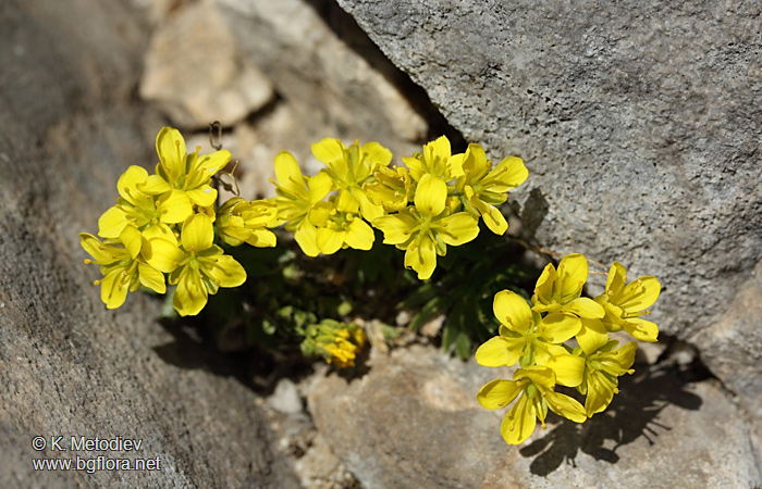 Draba aizoides