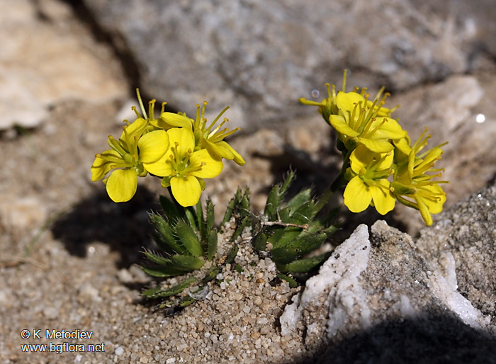 Draba aizoides