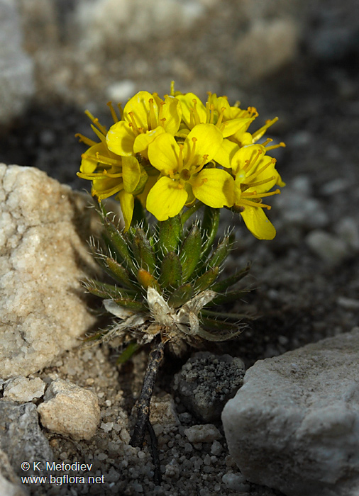 Draba aizoides