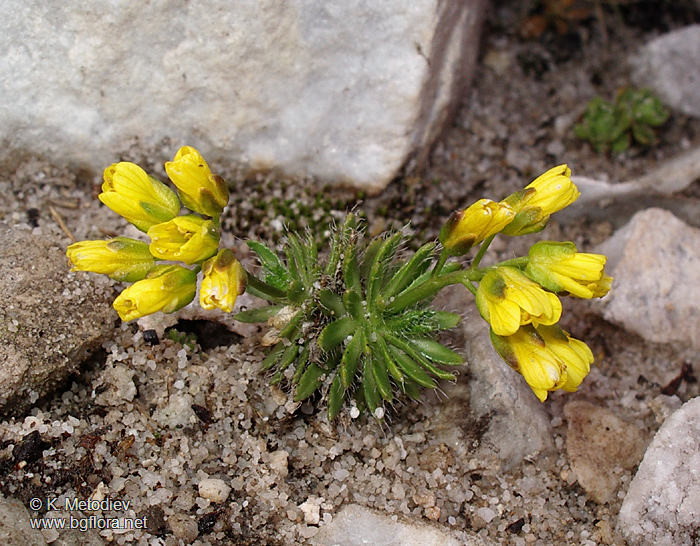 Draba aizoides