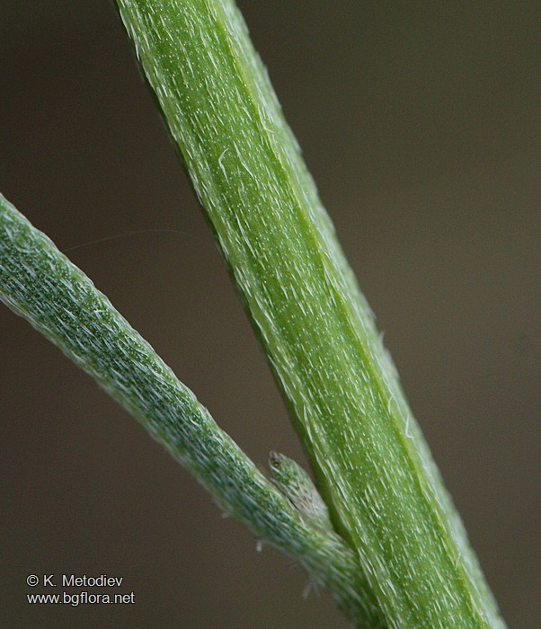 Erysimum diffusum