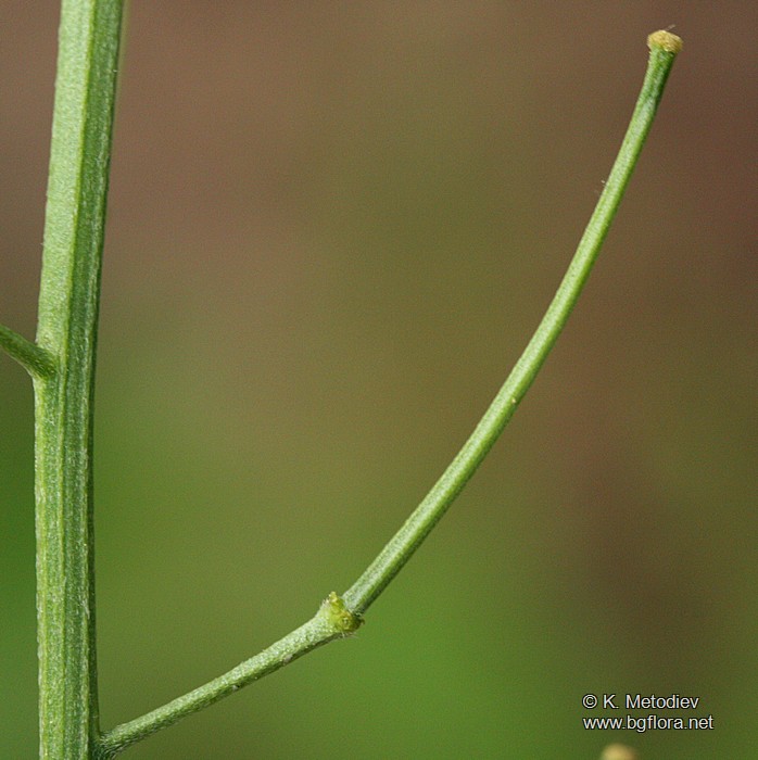 Erysimum diffusum