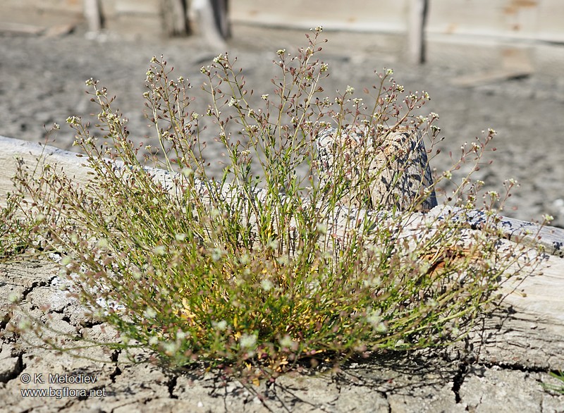 Hornungia procumbens