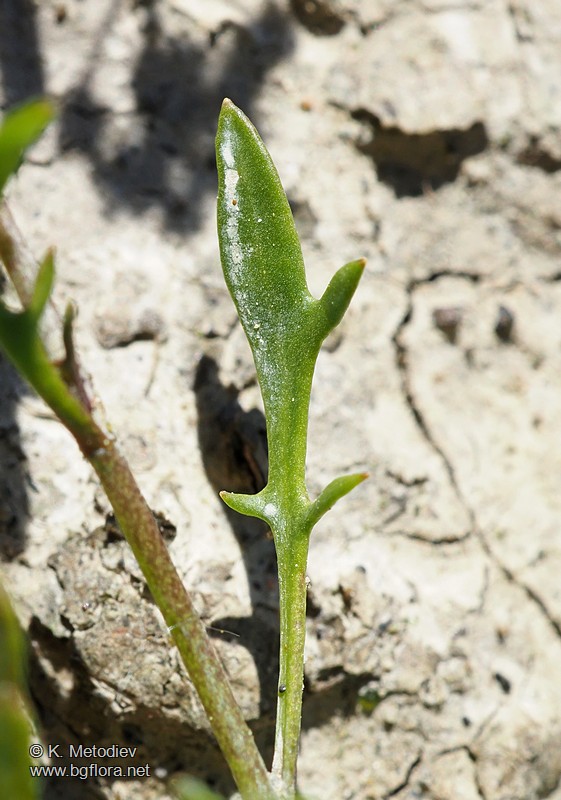Hornungia procumbens