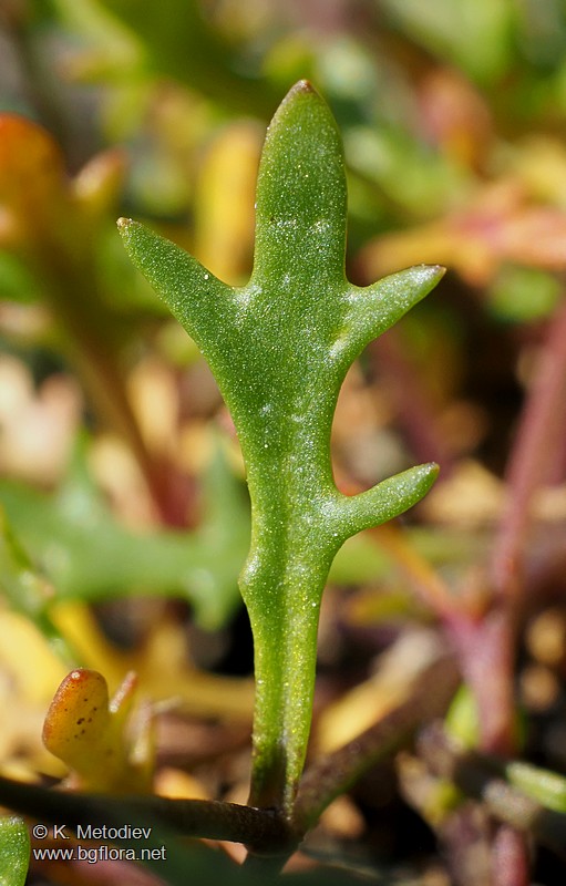 Hornungia procumbens