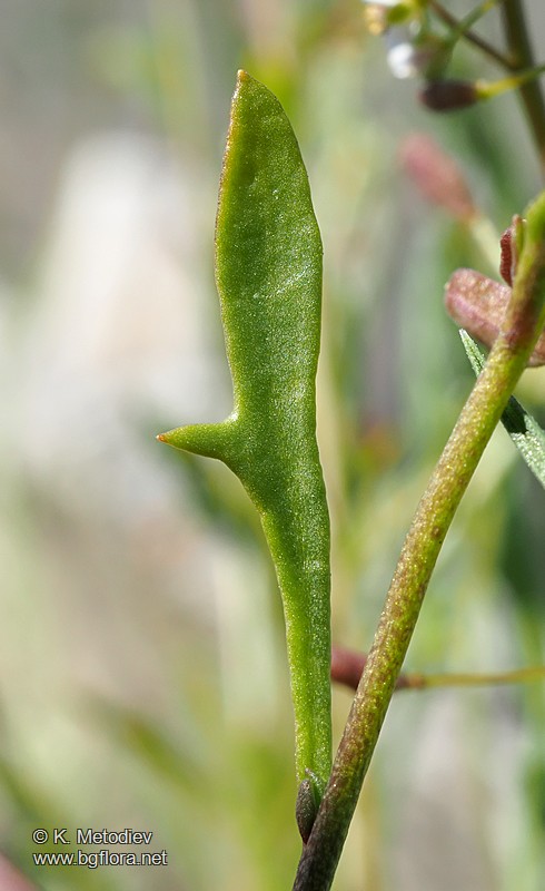 Hornungia procumbens