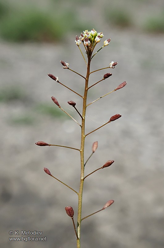 Hornungia procumbens