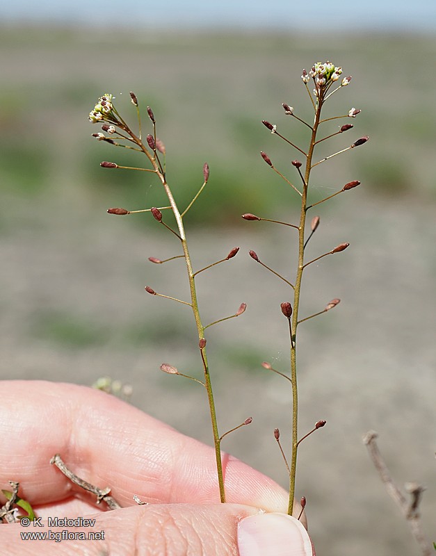Hornungia procumbens