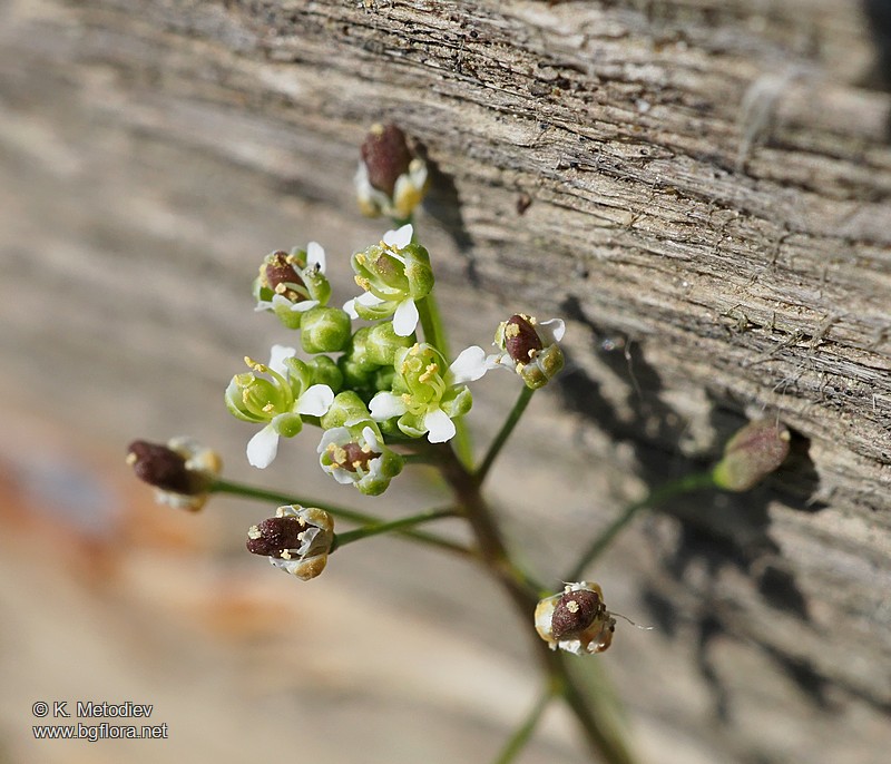 Hornungia procumbens