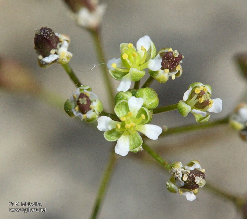 Hornungia procumbens