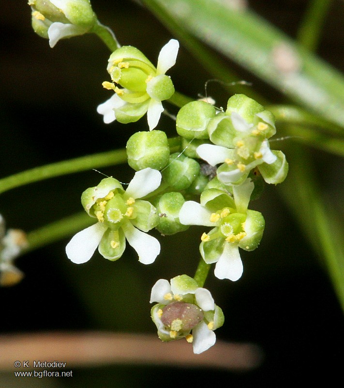 Hornungia procumbens