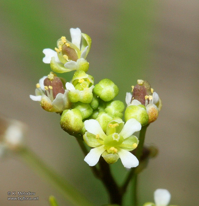 Hornungia procumbens