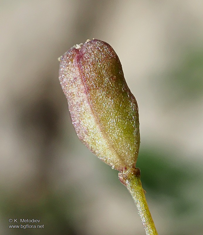 Hornungia procumbens