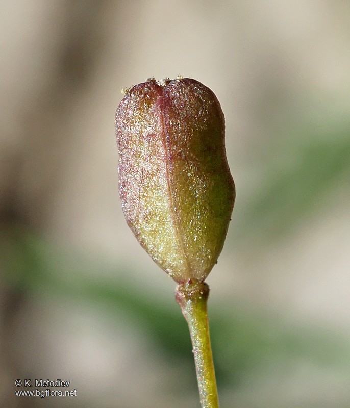 Hornungia procumbens