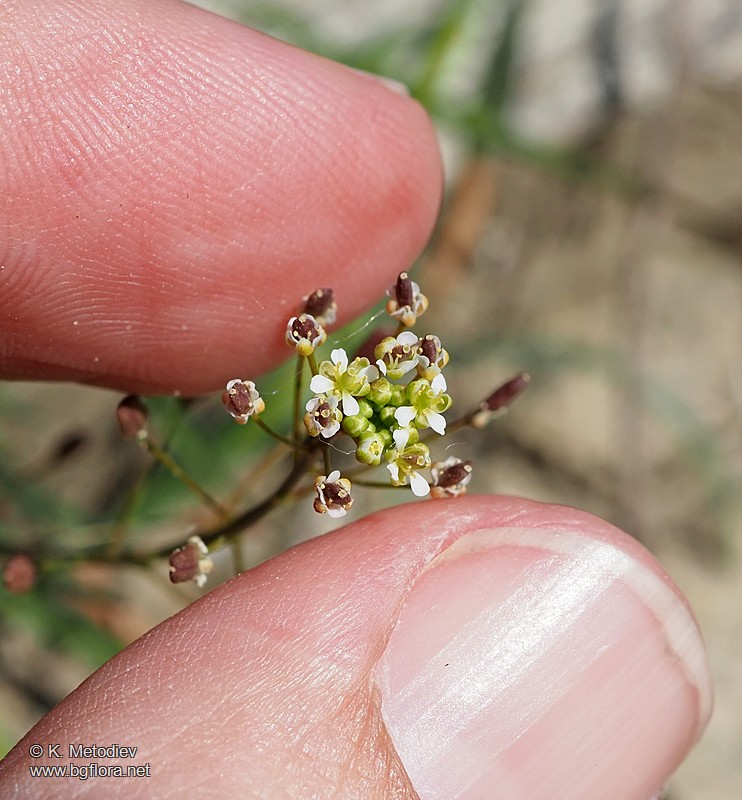 Hornungia procumbens