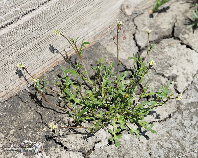 Hornungia procumbens