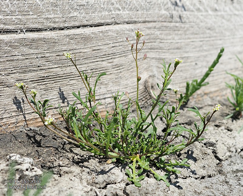 Hornungia procumbens