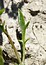 Hornungia procumbens