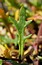 Hornungia procumbens