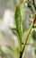 Hornungia procumbens