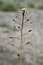 Hornungia procumbens
