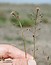 Hornungia procumbens