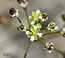 Hornungia procumbens