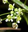 Hornungia procumbens