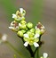 Hornungia procumbens