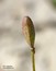 Hornungia procumbens