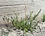 Hornungia procumbens