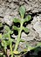 Hornungia procumbens