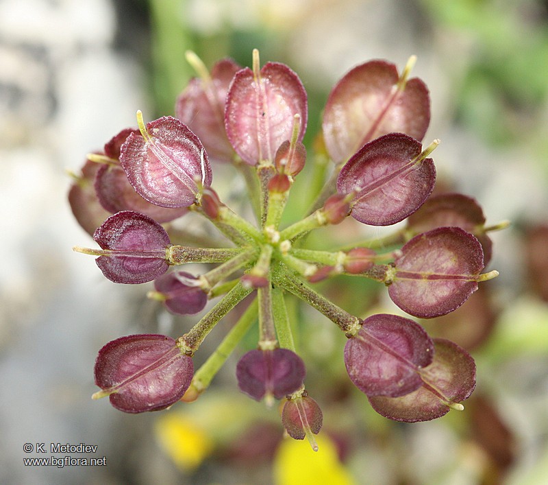 Iberis sempervirens