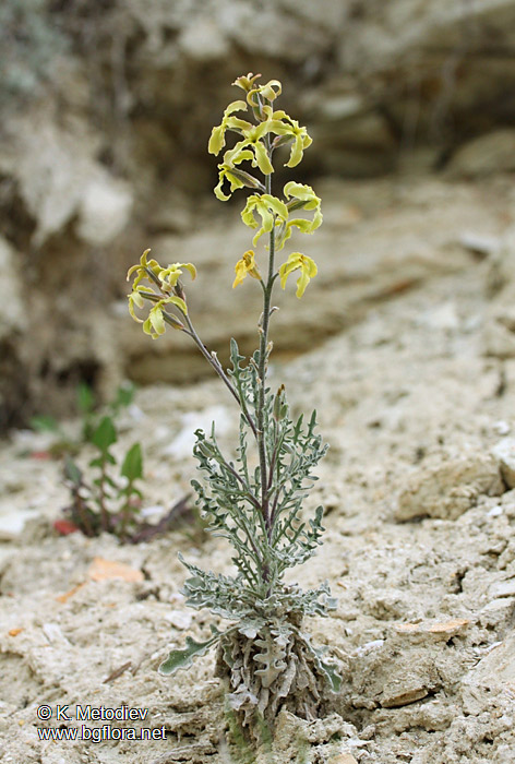 Matthiola odoratissima