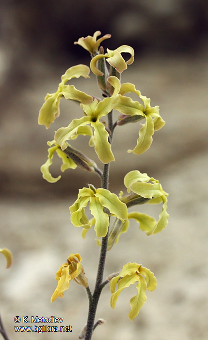 Matthiola odoratissima