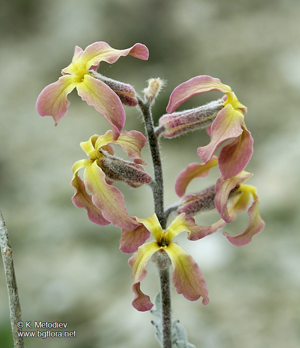 Matthiola odoratissima