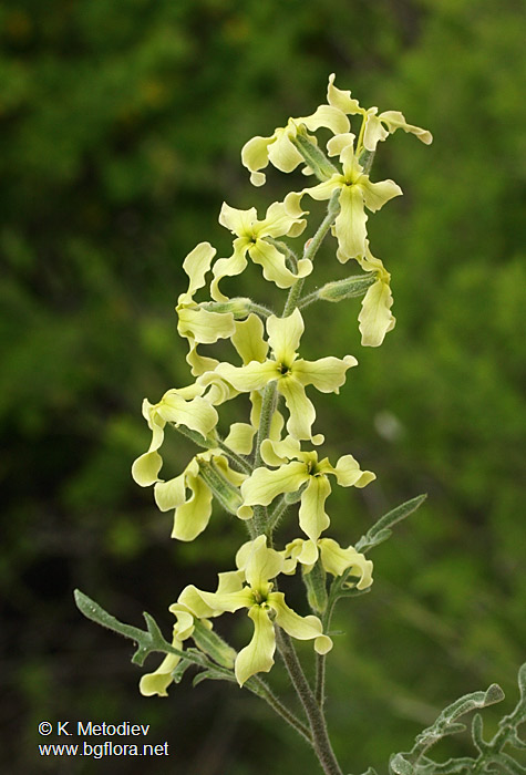 Matthiola odoratissima