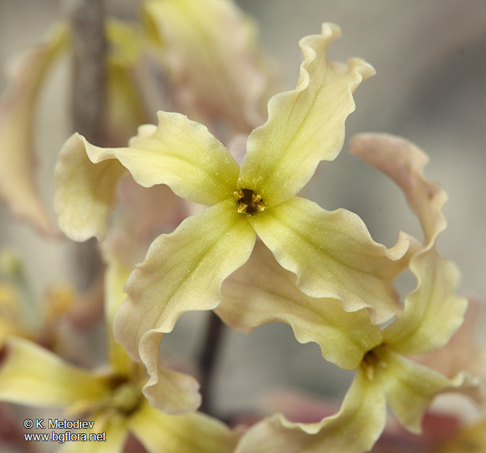 Matthiola odoratissima
