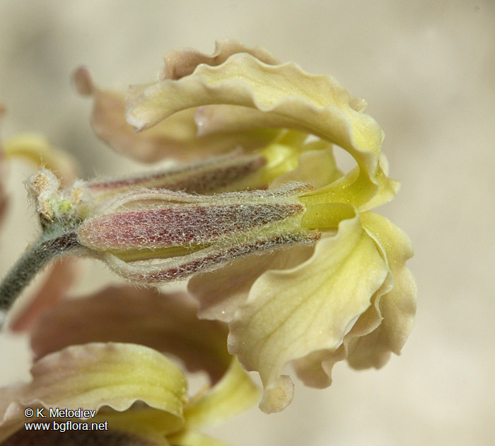 Matthiola odoratissima