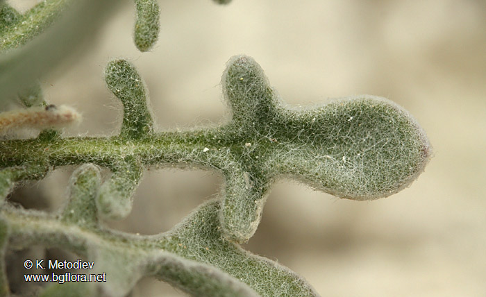 Matthiola odoratissima