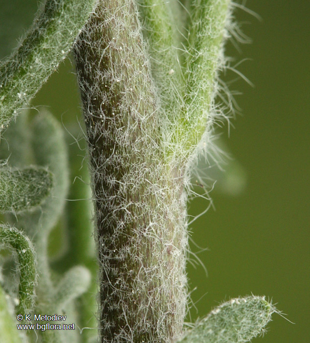 Matthiola odoratissima