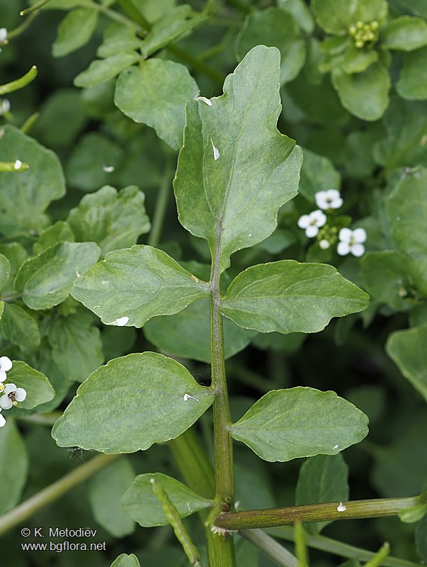 Nasturtium officinale - picture 6 - The Bulgarian flora online