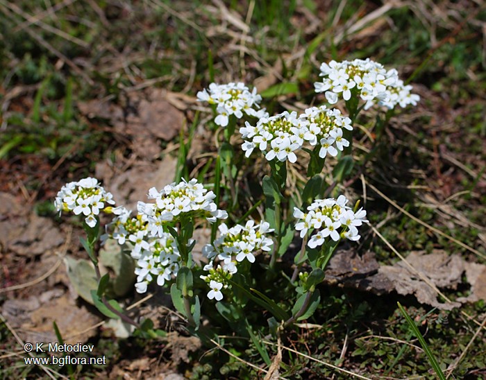Thlaspi praecox