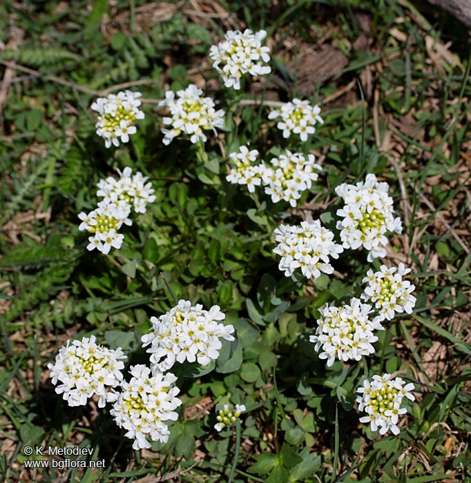 Thlaspi praecox